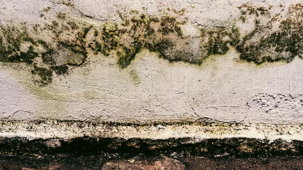 Dark mold growth along the edge of a wall